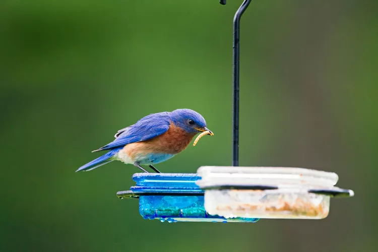 How to Attract Bluebirds to Your Yard: 11 Must-Know Tips