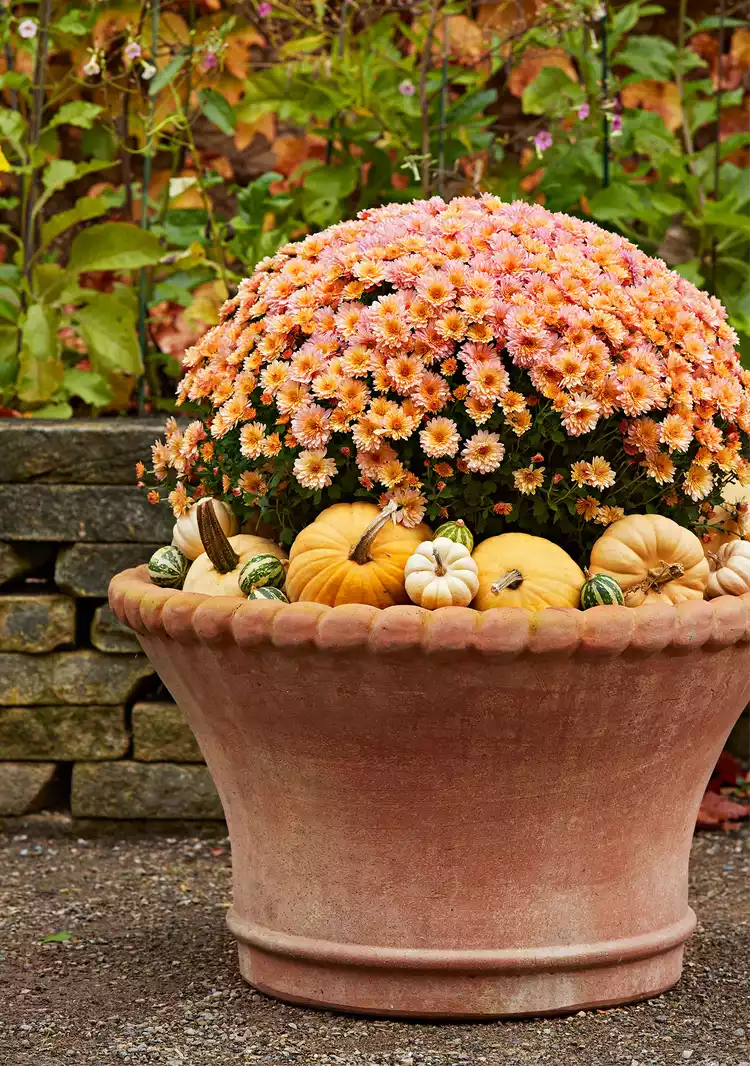 How to Care for Potted Mums So They'll Bloom All Season Long