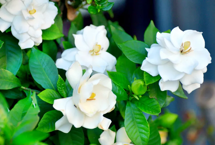 5 Tips for Using Gardenia Fertilizer Correctly to Maximize Those Fragrant Flowers