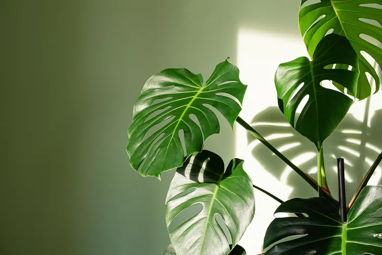 How to Grow and Care for a Monstera Houseplant