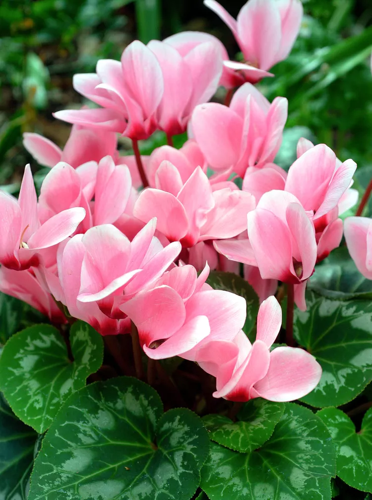 How to Grow and Care for Indoor Cyclamen